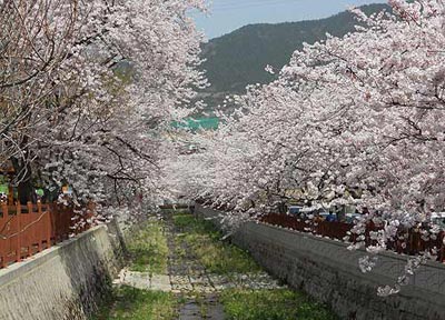 Hoa anh dao no ro