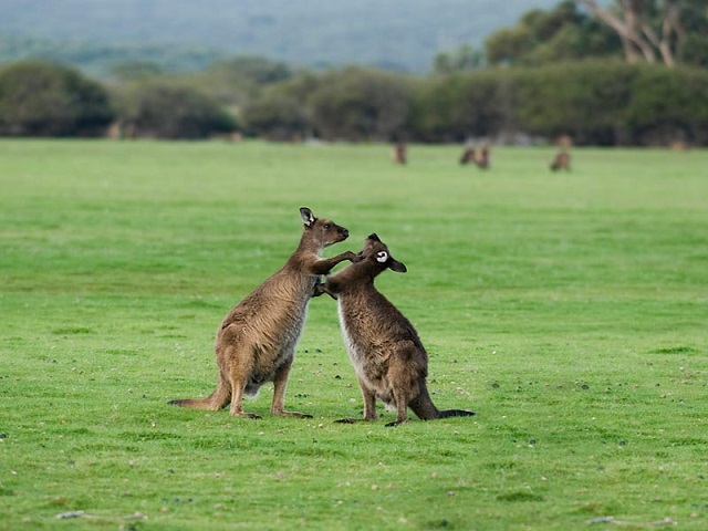 Kangaroo