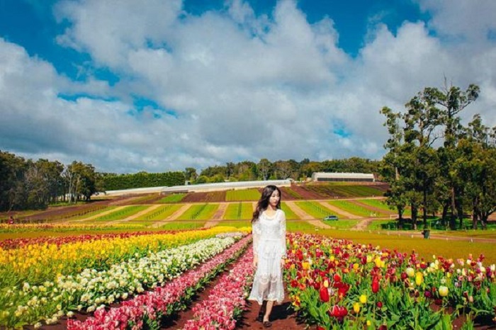 Rực rỡ lễ hội hoa Floriade Rực rỡ lễ hội hoa Floriade