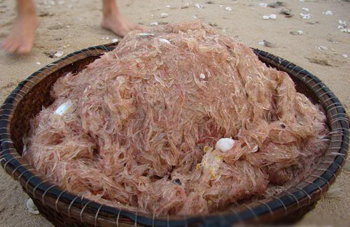 Ruốc tháng sáu ở Quảng Bình
