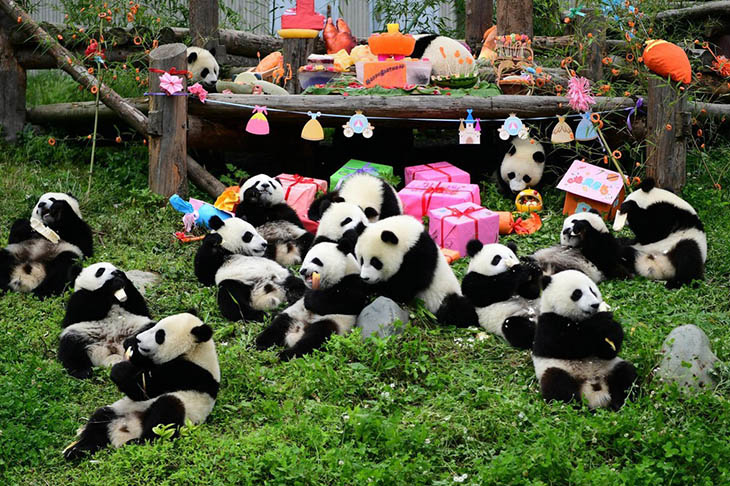 Du Lịch Trung Quốc: Hà Nội - Trùng Khánh - Thế Giới Băng Tuyết Kim Phật Sơn - Sở Thú Trùng Khánh - Ga Tàu Lý Tử Bá - Hồng Nhai Động - Trải Nghiệm Tắm Khoáng Nóng 4 Ngày Bay West Air