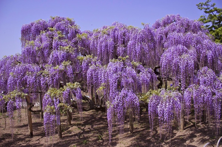 Du Lịch Nhật Bản: Hà Nội - Tokyo - Núi Phú Sĩ - Tượng Phật Ushiki Daibutsu - Công Viên Ashikaga Flower 5 Ngày Bay Vietnam Airlines