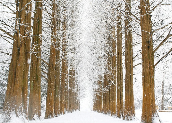 Đảo Nami Đảo Nami