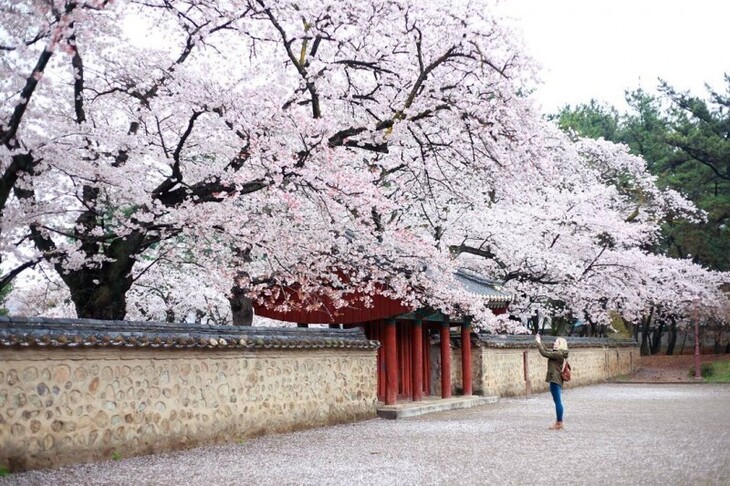 Du Lịch Hàn Quốc: Hà Nội - Busan - Gyeongju - Seoul - Đảo Nami - Tàu Điện - Ngắm Hoa Anh Đào 6 Ngày Bay Vietnam Airlines 