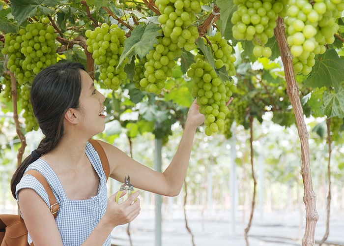 Hái trái cây tại vườn Nhật Bản