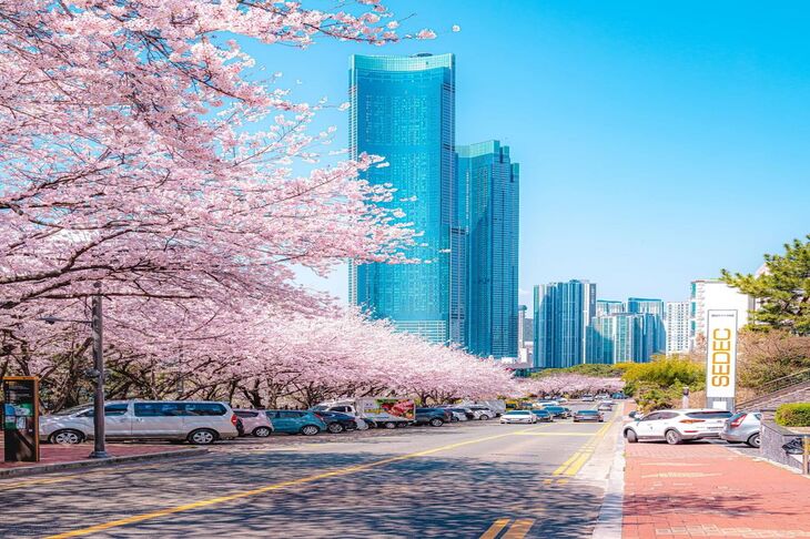 Du Lịch Hàn Quốc Mùa Hoa Anh Đào: Hà Nội - Busan - Seoul - Nami - Incheon 6 Ngày Bay Vietjet Air