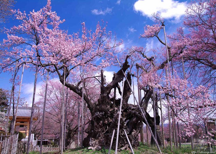 Jindai Zakura Jindai Zakura