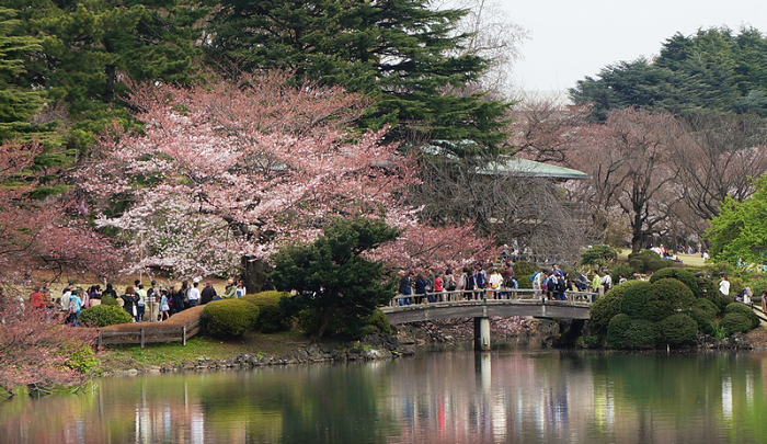 Ngắm hoa anh đào tại Công viên Shinjuku Gyoen