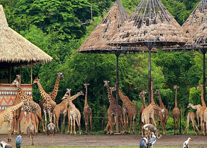 Vườn thú lộ thiên Safari World