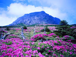 jeju day mau sac