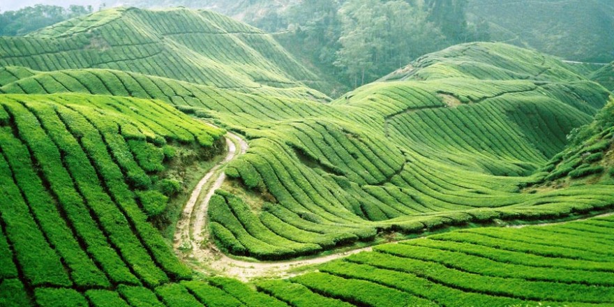Vẻ đẹp của Mộc Châu