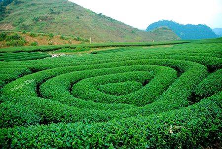 Mộc Châu mùa hoa cải trắng