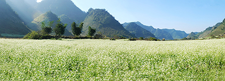 Mộc Châu mùa hoa cải trắng