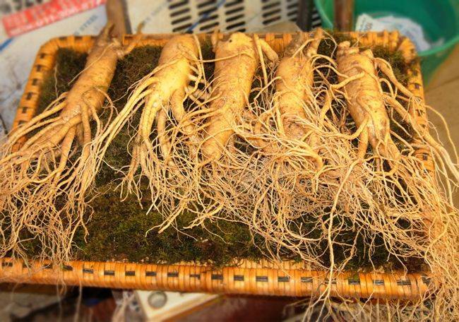 Nhân Sâm tươi được bày bán ở các hiệu thuốc