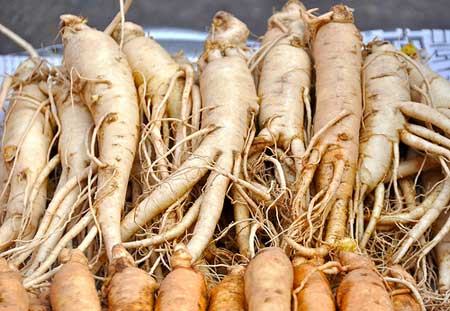 Có nhiều loại nhân sâm khác nhau