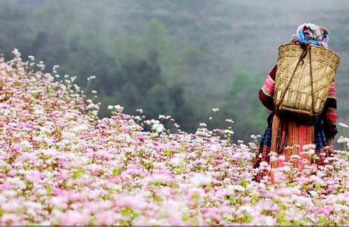 Hoa tam giác mạch ở Hà Giang