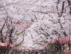 Công viên Ueno – xứ sở thần tiên của Tokyo