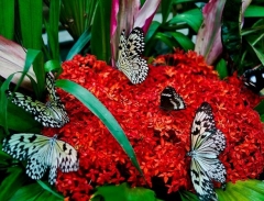  Tham quan vườn bướm Butterfly Garden ở Thái Lan