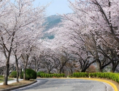 Công viên hoa anh đào Yeouido