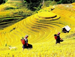 Vàng ươm Sapa mùa lúa chín