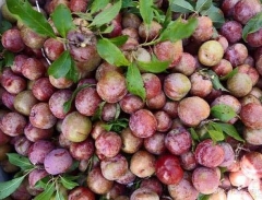 Du lịch Sapa: Oanh tạc vườn mận tam hoa Bắc Hà