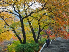 Thăm thú công viên Namsan - Trái tim xanh của thủ đô Seoul
