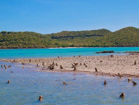 Gặp gỡ thế giới của loài khỉ trên Monkey Island Pattaya
