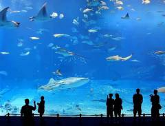 Viện hải dương Busan Aquarium và những trải nghiệm không thể bỏ qua