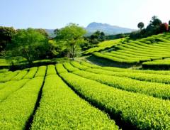 Cánh đồng trà xanh O'Sulloc, nét quyến rũ của thiên đường xanh bất tận