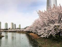 Đến hồ Seokchon tham gia lễ hội hoa anh đào rực rỡ sắc màu