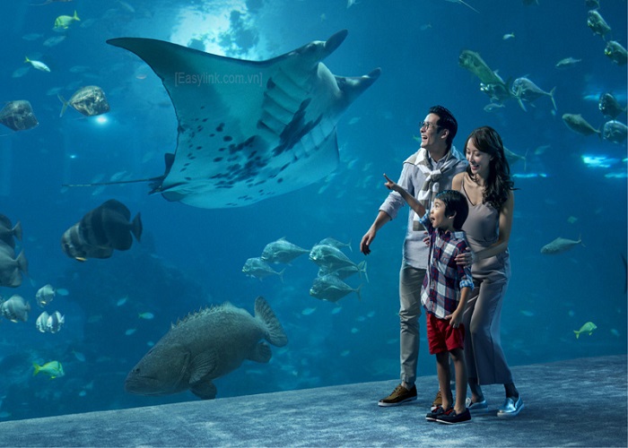 Thủy cung lớn nhất thế giới SEA Aquarium 