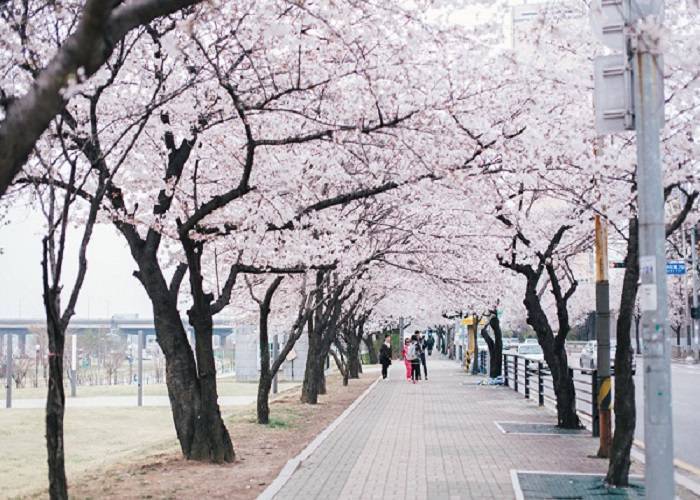 Du Lịch Nhật Bản: HCM - Kyoto - Shiga - Nagoya 4N Bay VN