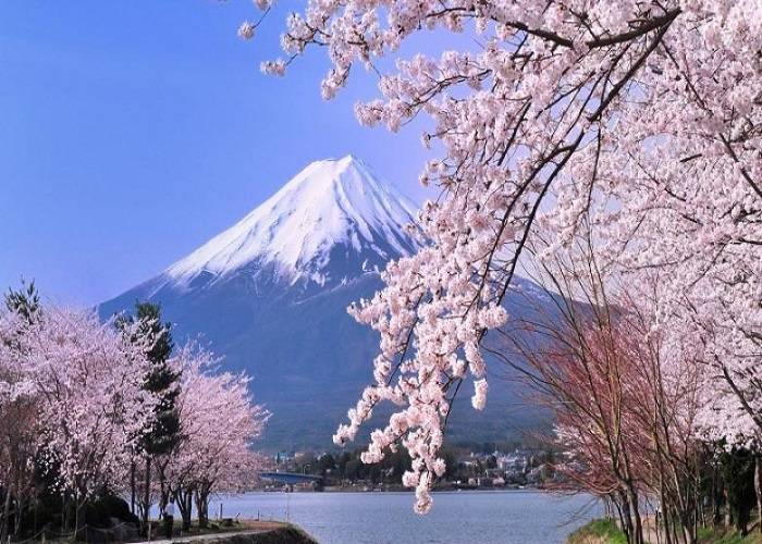 Du Lịch Mùa Anh Đào Nhật Bản: HCM - Tokyo - Hakone -  Fuji  - Yamanashi 4N
