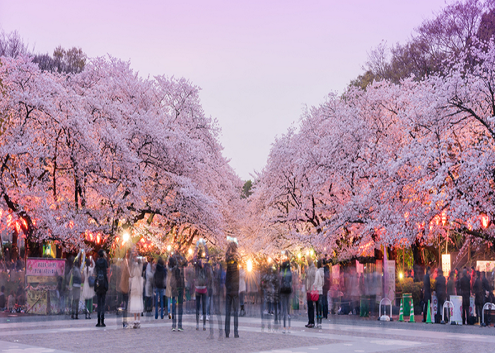 Du Lịch Mùa Anh Đào Nhật Bản: HCM - Tokyo - Hakone -  Fuji  - Yamanashi 4N