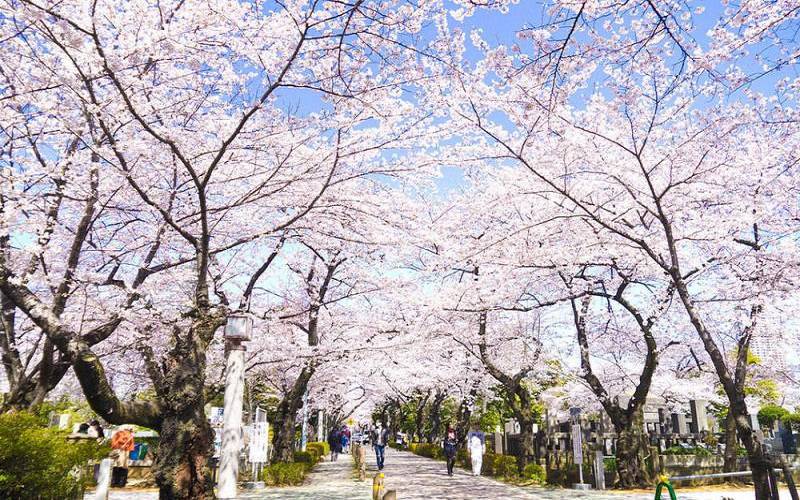 Du Lịch Hàn Quốc: HCM - Seoul - Nami - Everland 5 Ngày