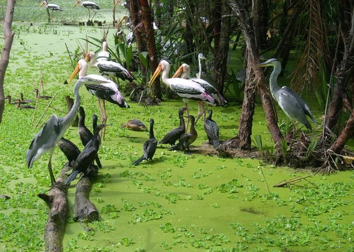Du Lịch Miền Tây : Sài Gòn - VQG Tràm Chim - Cao Lãnh - Nam Phương Linh Từ - Làng Hoa Sa Đéc 2 Ngày