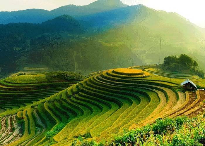 Du Lịch Yên Bái: Hà Nội - Nghĩa Lộ - Mù Cang Chải - Bay Trên Mùa Vàng 3 Ngày + Ô tô