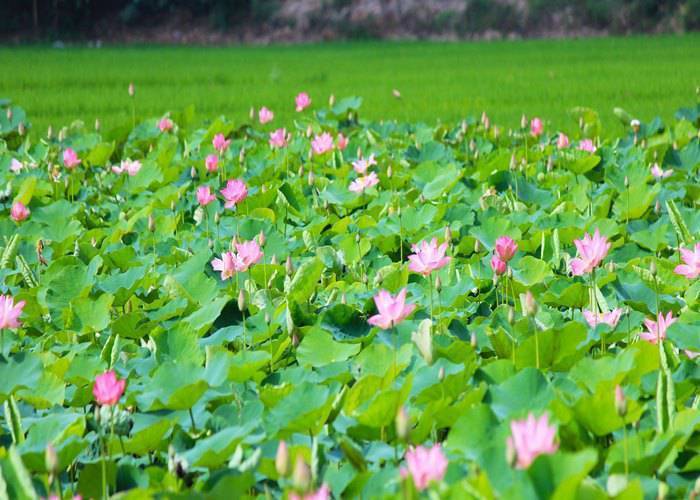 Du Lịch Miền Tây: Sài Gòn - Tràm Chim - Khu Du Lịch Sinh Thái Gáo Giồng 2 Ngày 