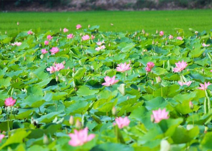 Du lịch Miền Tây: Sài Gòn - Cao Lãnh - Sa Đéc - Sài Gòn 1 Ngày