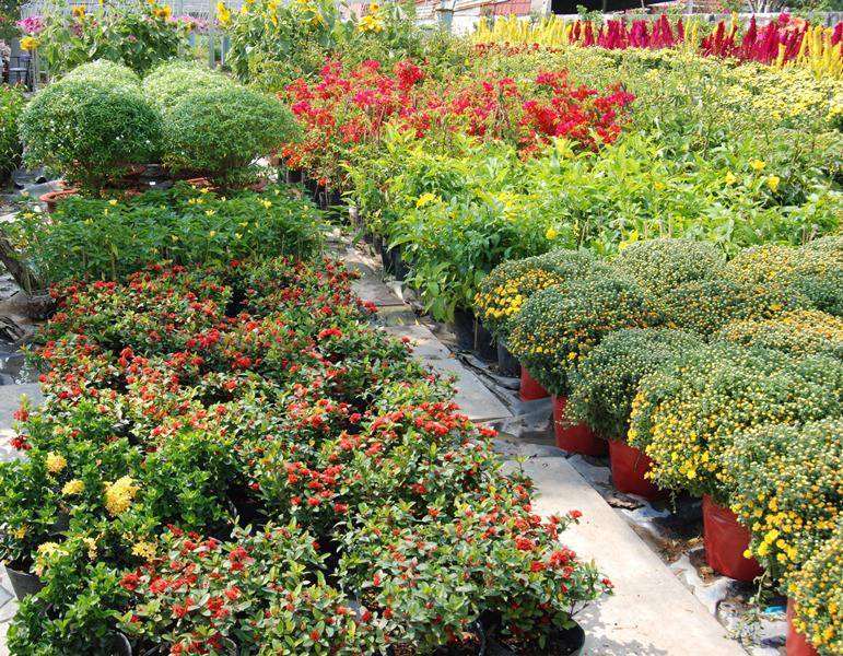 Du lịch miền Tây: Sài Gòn - Du Lịch Lục Tỉnh Miền Tây Nam Bộ 6 Ngày