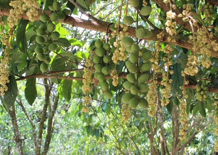 Du lịch Cần Thơ: Cần Thơ - Chợ Nổi Cái Răng - Lò Hủ Tiếu - Vườn Trái Cây Út Hiên 1 Ngày