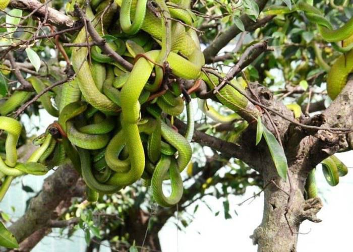 Du Lịch Miền Tây: Cần Thơ - Bến Tre - Tiền Giang 1 Ngày
