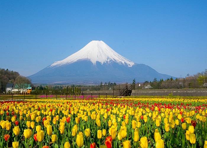 Tour Du Lịch Nhật Bản: HCM - Tokyo - Owakudani - Yamanashi  - Fuji 4 Ngày Bay ANA