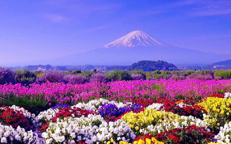 Du Lịch Nhật Bản: HCM - Tokyo - Owakudani - Yamanashi  - Fuji 4N, Bay VN