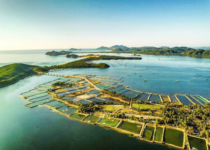 Du Lịch Phú Yên: Khám phá xứ sở hoa vàng trên cỏ xanh - Hòn đảo Điệp Sơn 3N4Đ bằng tàu hỏa