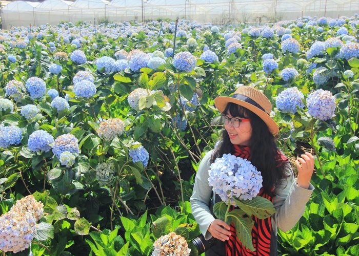 Du Lịch Đà Lạt: HCM - Đà Lạt - Thành Phố Ngàn Hoa 4 Ngày 3 Đêm