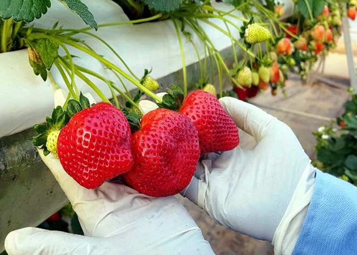 Du Lịch Đà Lạt: HCM - Đà Lạt 3 Ngày 3 Đêm + Xe Ôtô chất lượng cao