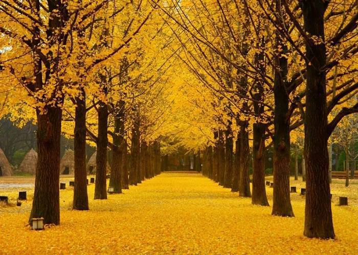 Du Lịch Hàn Quốc: Đà Nẵng - Seoul  - Nami - Everland 6N Bay VJ