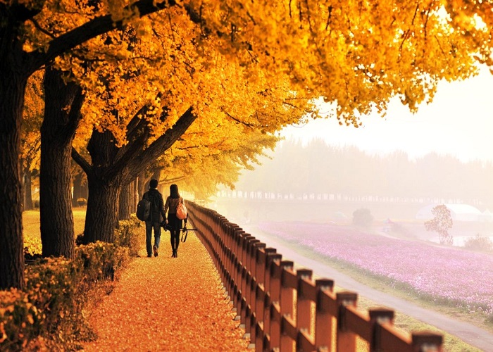Du Lịch Hàn Quốc: Đà Nẵng - Seoul  - Nami - Everland 6N Bay VJ
