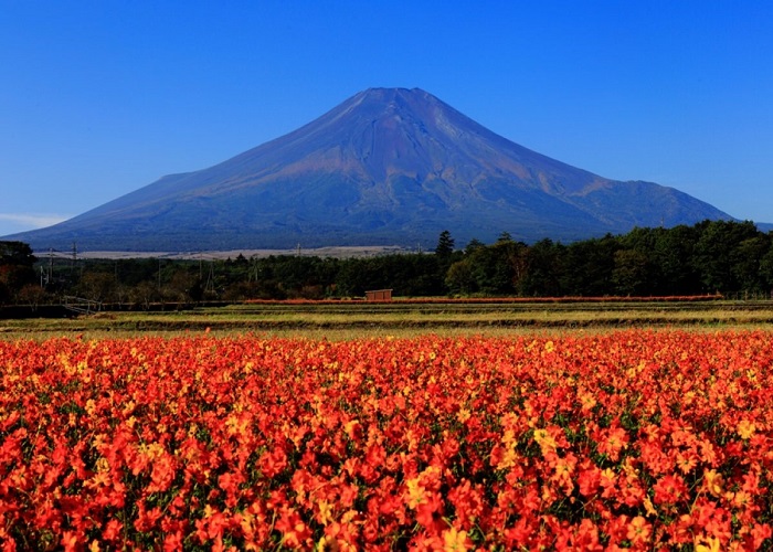 Du Lịch Nhật Bản: HCM - Tokyo - Yamanashi - Fuji 4N, Bay All Nippon Airways
